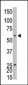 Ethanolamine Kinase (EKI1) Antibody (C-term)
